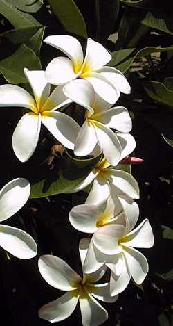 Frangipani Tree, Temple Tree(Plumeria rubra var. acutifolia )