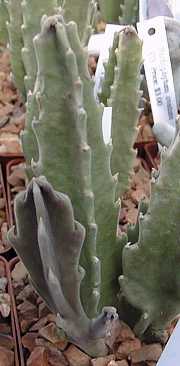 Carrion Plant(Stapelia gigantea)