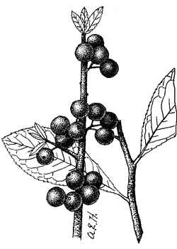 Possum Haw, Winter Berry(Ilex decidua)