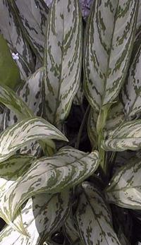 Chinese Evergreen(Aglaonema commutatum)