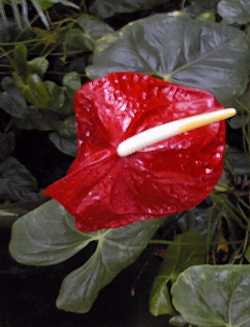 Flamingo Flower(Anthurium andraeanum)