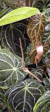 (Anthurium crystallinum)