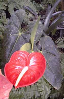 Flamingo Flower, Tailflower(Anthurium scherzeranum)