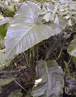 (Anthurium watermaliense)