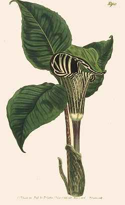 Indian Turnip, Jack In The Pulpit(Arisaema triphyllum)