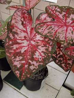 Fancy-leafed Caladium(Caladium bicolor)