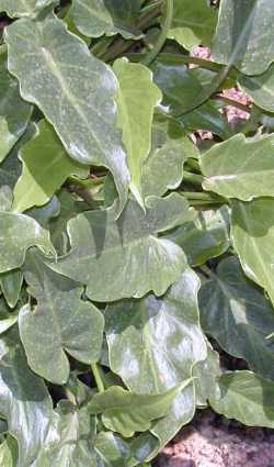 (Philodendron 'Xanadu')