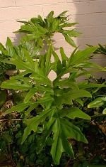 Split Leaf Philodendron, Cut-leaf philodendron(Philodendron selloum)