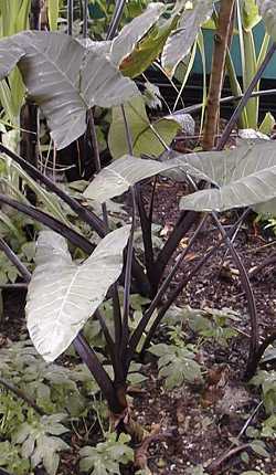 Blue Taro, Blue Tannia(Xanthosoma violaceum)