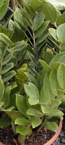 Aroid Palm, Arum Fern(Zamioculcas zamiifolia)