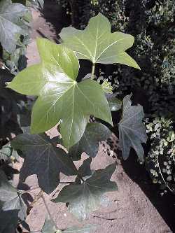 Aralia Ivy, Fat Headed Lizzy, Tree Ivy(Fatshedera lizei)