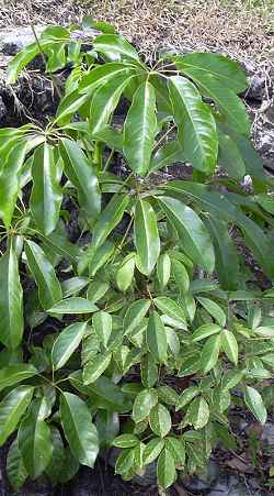 Octopus Tree, Queensland Umbrella Tree(Schefflera actinophylla)