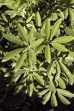 Hawaiian Elf Schefflera(Schefflera arboricola)