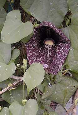 Pelican Flower(Aristolochia gigantea)