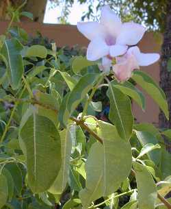 India Rubber Vine, Purple Allamanda(Cryptostegia grandiflora)