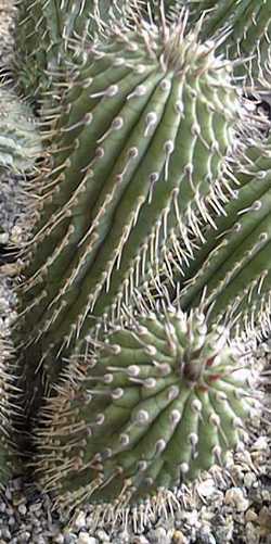 Queen of the Namib(Hoodia ruschii)