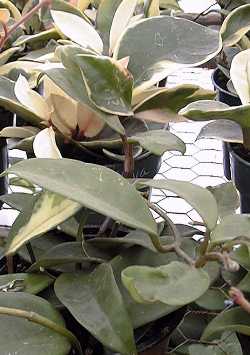 Wax Plant, Wax Flower, Porcelain Flower(Hoya carnosa)