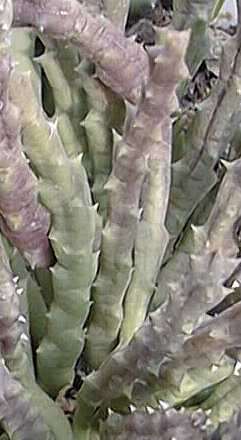 (Huernia boleana)