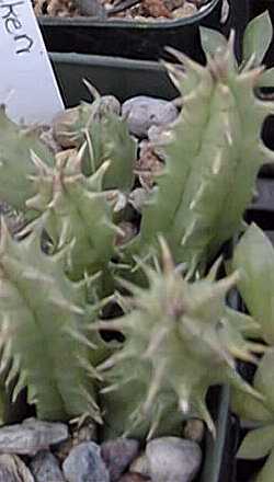 (Huernia verekeri)