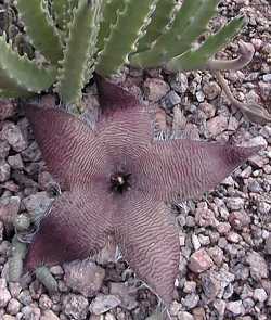 Carrion Plant(Stapelia gigantea)