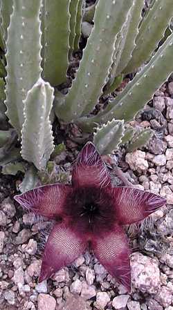 Carrion Plant(Stapelia hirsuta)