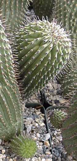 (Hoodia officinale)