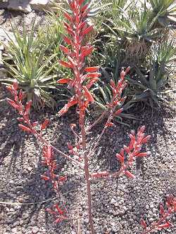 (Aloe aculeata)