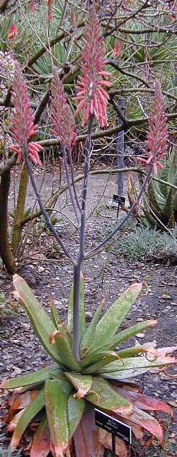 (Aloe affinis)