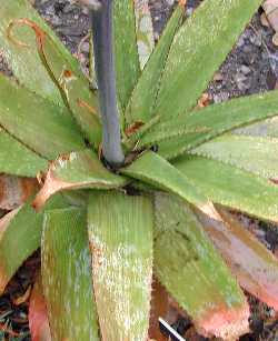 (Aloe affinis)