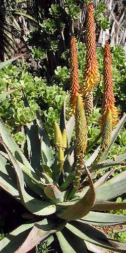 (Aloe africana)