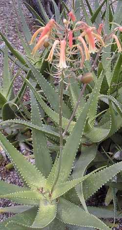 (Aloe andongensis var. andongensis )