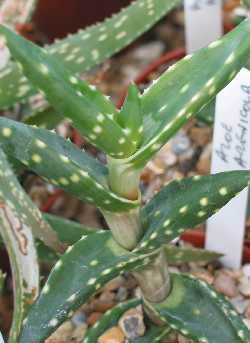 (Aloe arenicola)