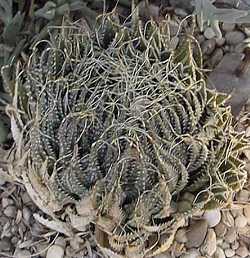 Torch Plant, Lace Aloe(Aloe aristata)