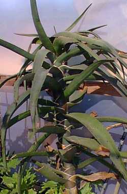 Tree Aloe(Aloe barberae)