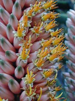 Tree Aloe(Aloe barberae)