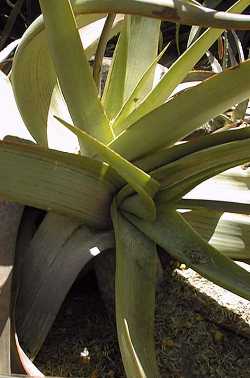 (Aloe buhrii)