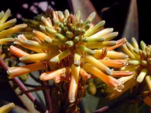 (Aloe buhrii)