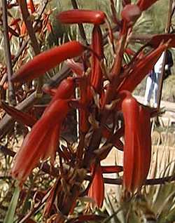 (Aloe bulbillifera var. bulbillifera )