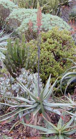 (Aloe burgersfortensis)