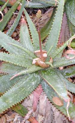 (Aloe burgersfortensis)