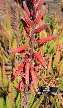 (Aloe bussei)