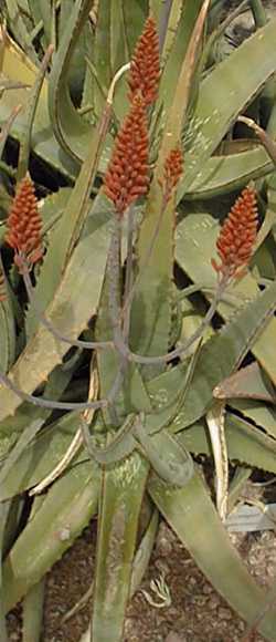 (Aloe camperi)