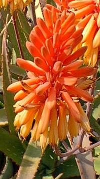 (Aloe camperi)