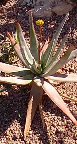 (Aloe capitata var. capitata )