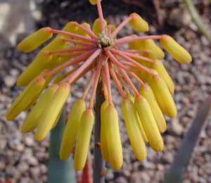 (Aloe capitata var. capitata )