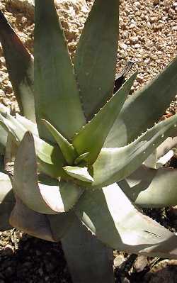 (Aloe chabaudii var. chabaudii )