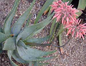 (Aloe comptonii)