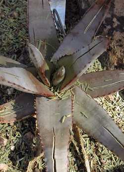 (Aloe conifera)