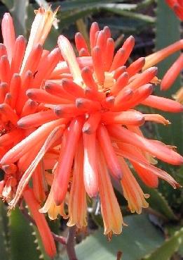 (Aloe dawei)