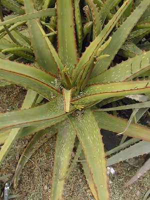 (Aloe deserti)